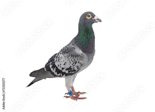 Unique pigeon on a white background.
