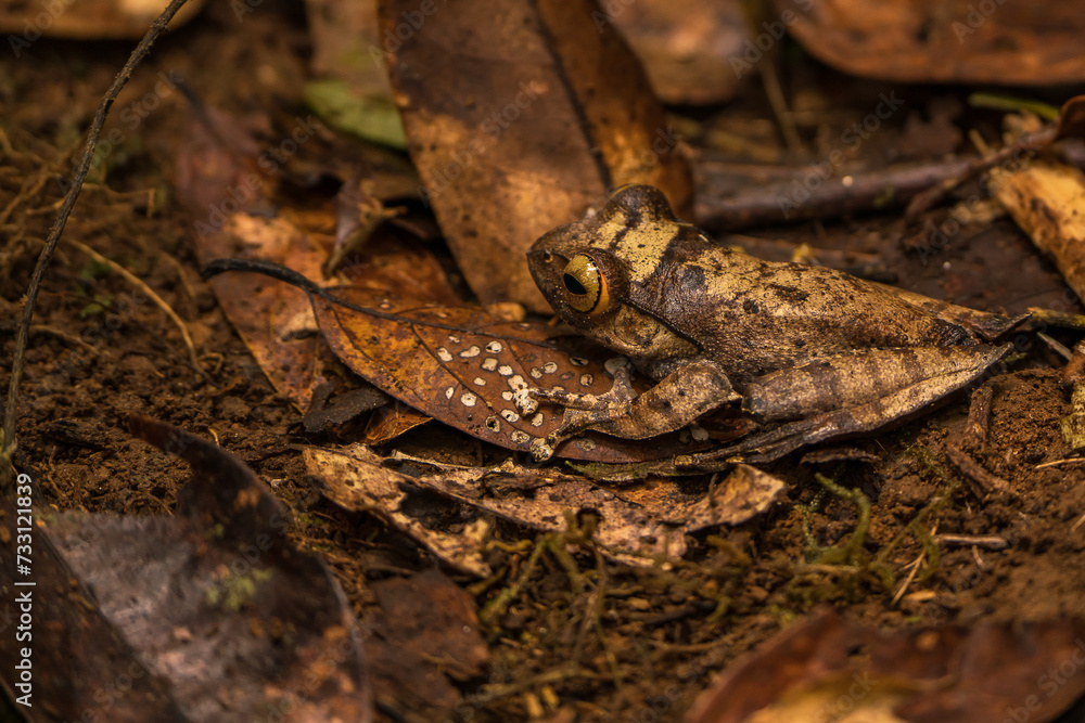 Fototapeta premium Frogs in Madagascar