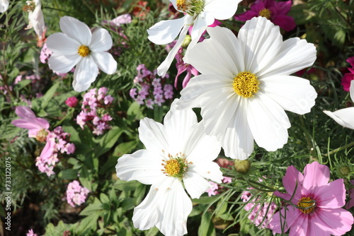 Beautiful white garden cosmos flowers.