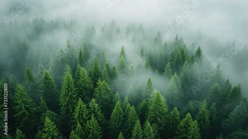 a view from the top of a pine forest shrouded in mist in the morning