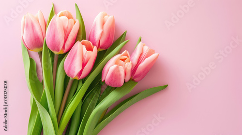 Fresh Pink Tulips Laid on a Soft Pastel Pink Background