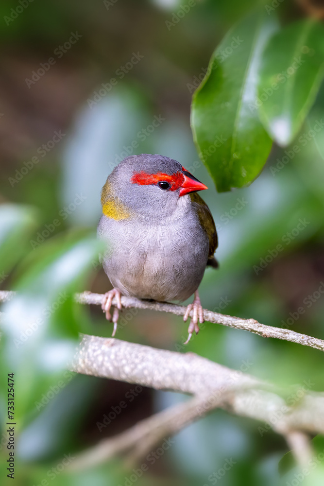A male red-browed finch, neochmia temporalis, perched in woodland. The small seed eating bird is an estrildid finch that inhabits the east coast of Australia. A male red-browed finch, neochmia temporalis, perched in woodland. The small seed eating bird is an estrildid finch that inhabits the east coast of Australia.