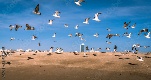 A flock of seagulls on the sand of the ocean coast and many of them take to the wings against the blue sky, selective focus.
