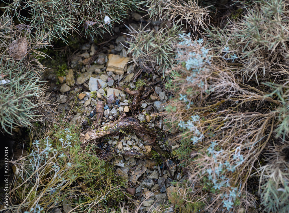 Der Garten im Februar, stachlige Stauden mit Steinen Der Garten im Februar, stachlige Stauden mit Steinen