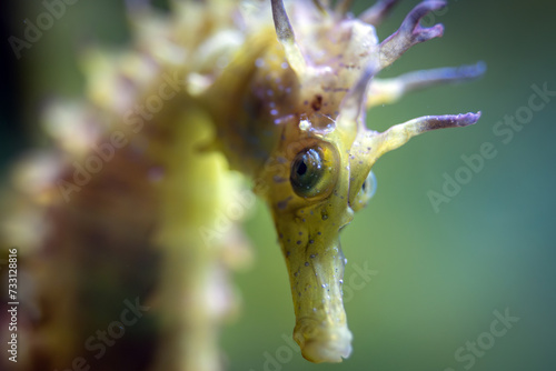 Bild auf Leinwand Hippocampus Guttulatus - Long-Snouted Seahorse- Spiny Seahorse - Syngnathidae