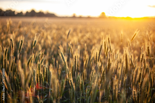 field of wheat in sunset