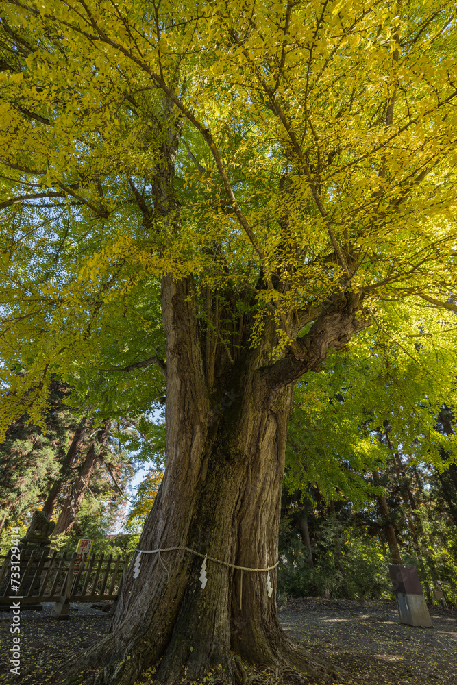 Naklejka premium 日本 福島県喜多方市慶徳町新宮の新宮熊野神社の大銀杏