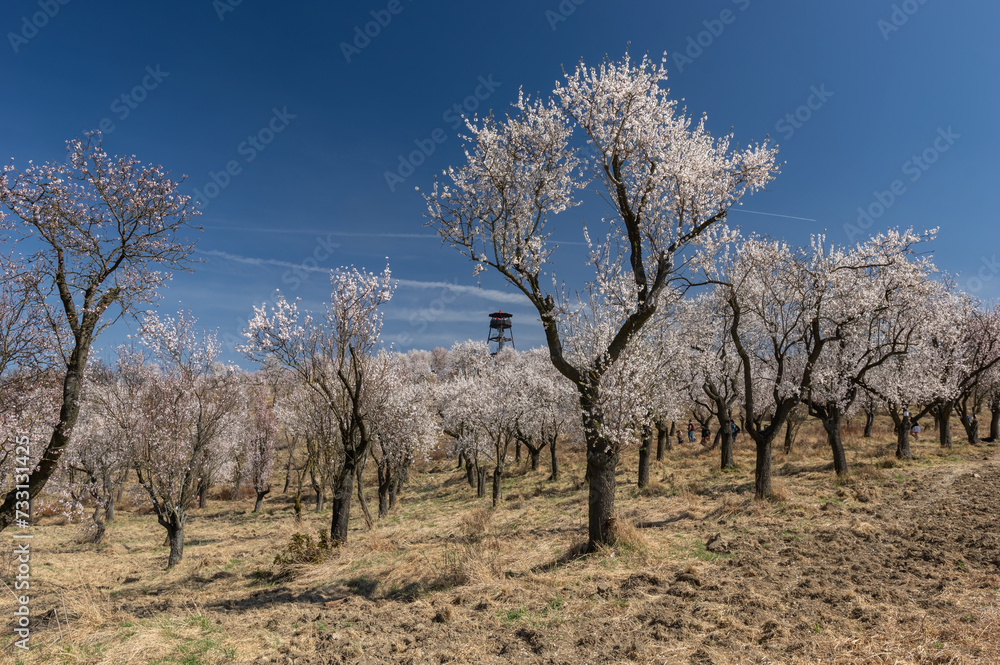 Hustopece almond orchard in bloom, Czech Republic Hustopece almond orchard in bloom, Czech Republic