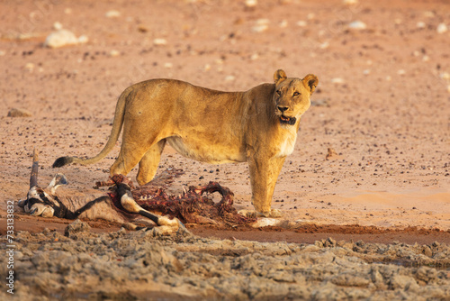 Lioness (Panthera leo) with remains of a prey (Gemsbok)