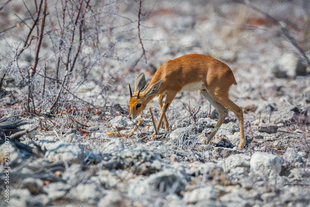 Steenbok (Raphicerus campestris) male foraging in the dry thorny thickets of Etosha National Park, Namibia Steenbok (Raphicerus campestris) male foraging in the dry thorny thickets of Etosha National Park, Namibia