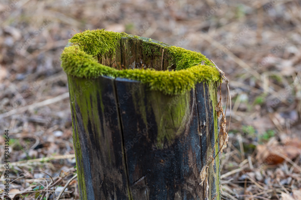Obraz premium An old tree stump in the forest is covered with green moss.