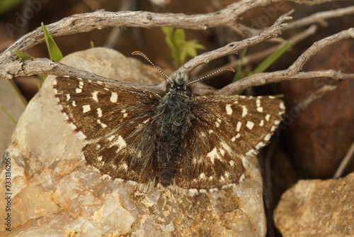 Closeup on a small brown Southern Grizzled skipper butterfly, Pyrgus malvoides, with spread wings photo