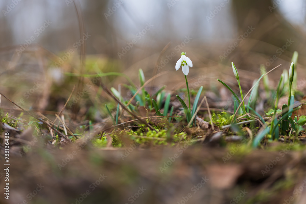 Snowdrop - Galanthus nivalis first spring flower. White flower with green leaves..The wild nature of the forest.. Snowdrop - Galanthus nivalis first spring flower. White flower with green leaves..The wild nature of the forest..