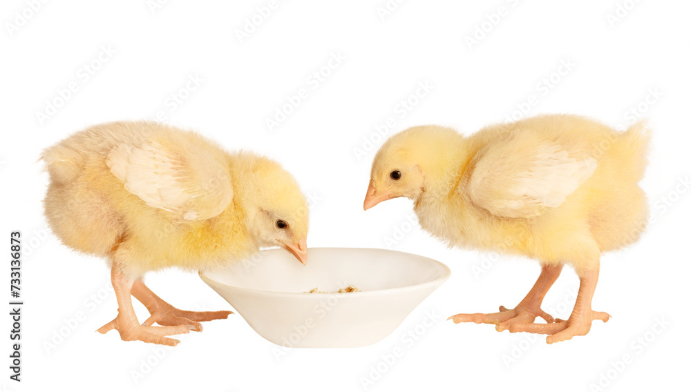 small chickens isolated on white background eating from a feeder small chickens isolated on white background eating from a feeder