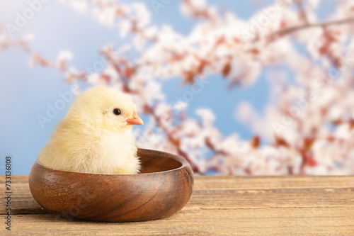 A small chicken in a wooden bowl against the background of flowering cherry branches.