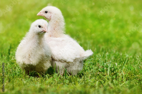 Two fluffy chickens are sitting on green grass.
