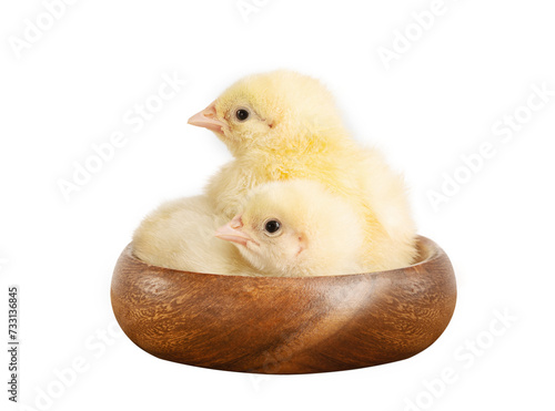 Two newborn chicks in a wooden bowl isolated 