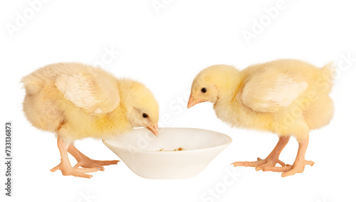 small chickens isolated on white background eating from a feeder