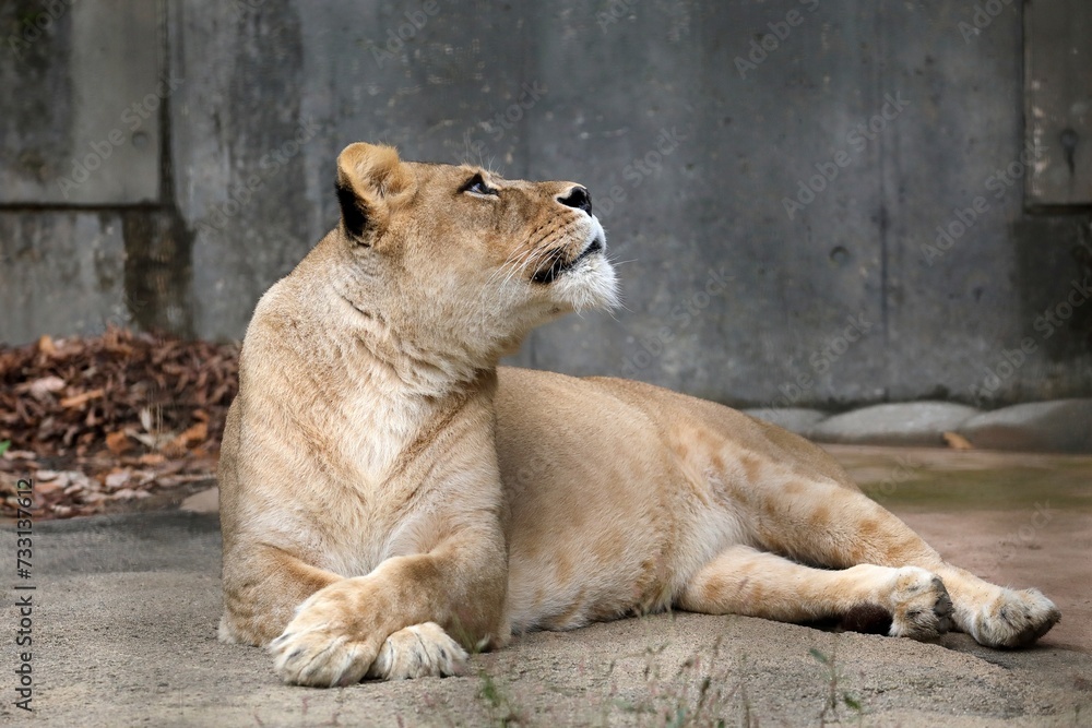 Naklejka premium 振り向き見上げるライオンのメス