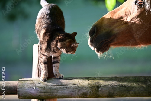 Tierische Freundschaft. Getigerter Kater schmeichelt mit Pferd, Detail photo