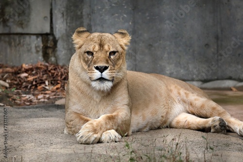 座ったカメラ目線のメスのライオン