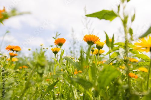 Blumenwiese als Bl  hstreifen neben einem Feld