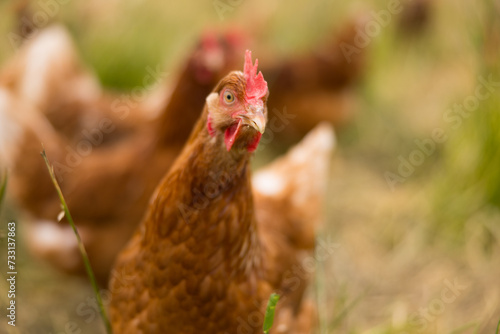 Huhn oder Henne auf einer grünen Wiese. Selektive Schärfe. Im Hintergrund mehrere Hühner unscharf