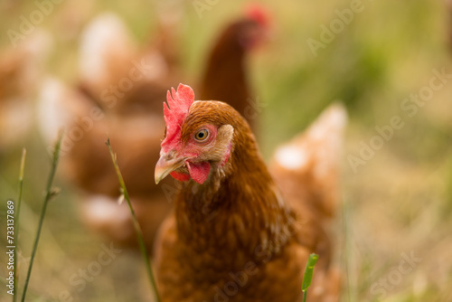 Huhn oder Henne auf einer grünen Wiese. Selektive Schärfe. Im Hintergrund mehrere Hühner unscharf