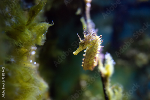 Hippocampus Guttulatus - Long-Snouted Seahorse- Spiny Seahorse - Syngnathidae