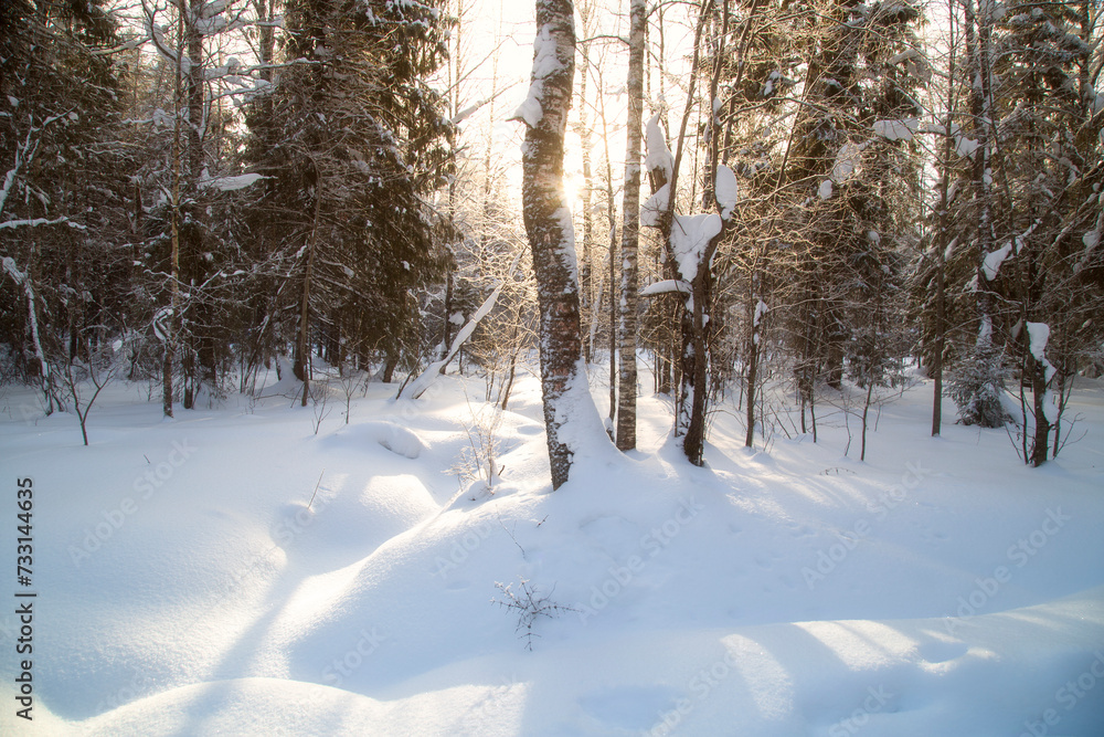Winter landscape in the forest on a sunny day. Winter landscape in the forest on a sunny day.