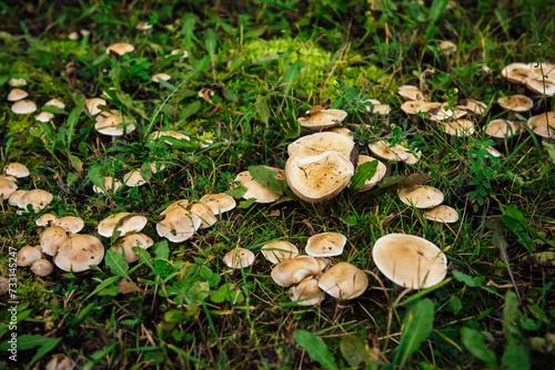 Mushrooms growing in the grass. A colony of fungi, old and young, growing among the grass and trees. Collecting edible mushrooms, natural healthy food, vitamins. Natural background