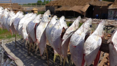 Raw fish is extracted from the sea, washed and cut, and hung to dry in the open air and sunlight. photo