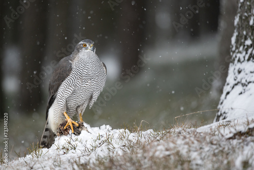 Canvas Print The Eurasian goshawk (Accipiter gentilis) caught its prey in a winter snowy spruce forest