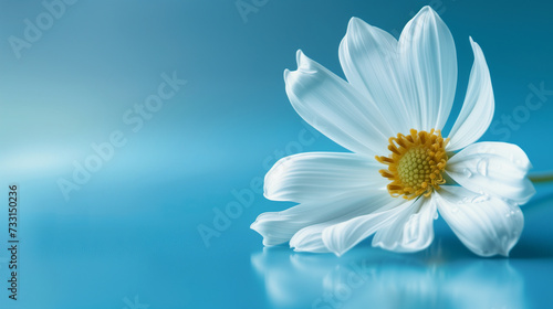 White daisy flower on blue background