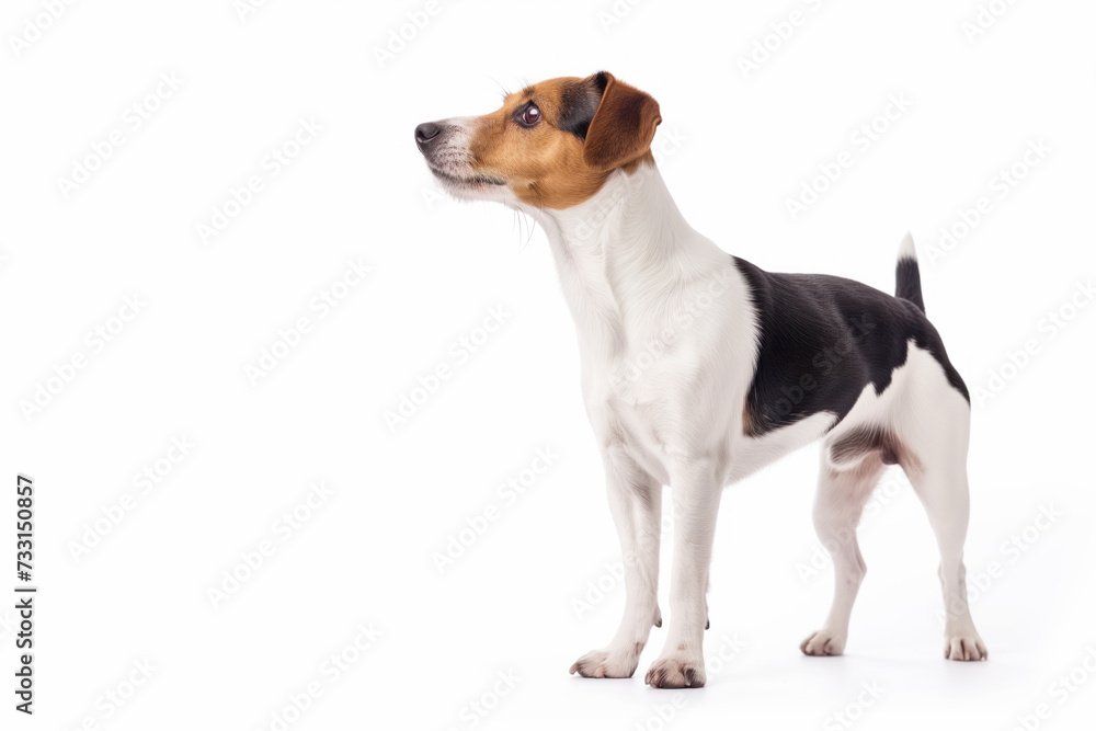 A focused Jack Russell Terrier with a mix of white, black, and brown fur stands alert, showcasing its profile against a pure white background.