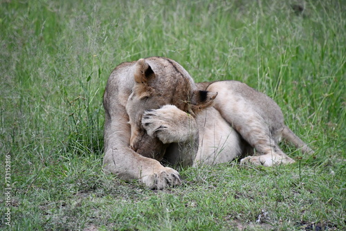 Lions of Sabi Sands Game Reserve and Kruger National Park   South Africa