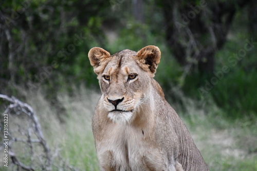 Lions of Sabi Sands Game Reserve and Kruger National Park   South Africa