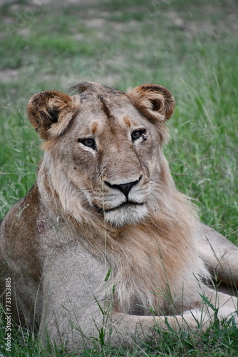 Fototapeta Naklejka Na Ścianę i Meble -  Lions of Sabi Sands Game Reserve and Kruger National Park | South Africa
