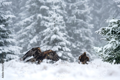 The Golden eagle male  Aquila chrysaetos  flying over the Golden eagle female in a winter snowy spruce forest. Portrait of a bird of pray in the nature habitat.