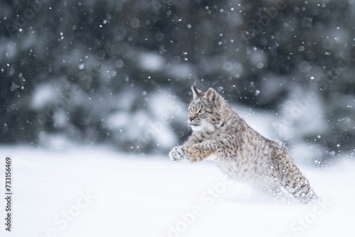 Photography The Eurasian lynx (Lynx lynx) walks in a snowing winter landscape