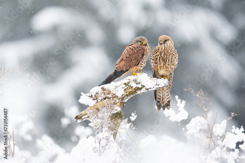Foto The Common kestrel (Falco tinnunculus) pair resting on a snowy root