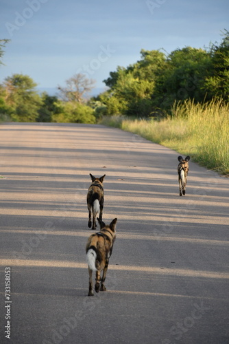 African Wild Dog in Kruger National Park | South Africa
 photo