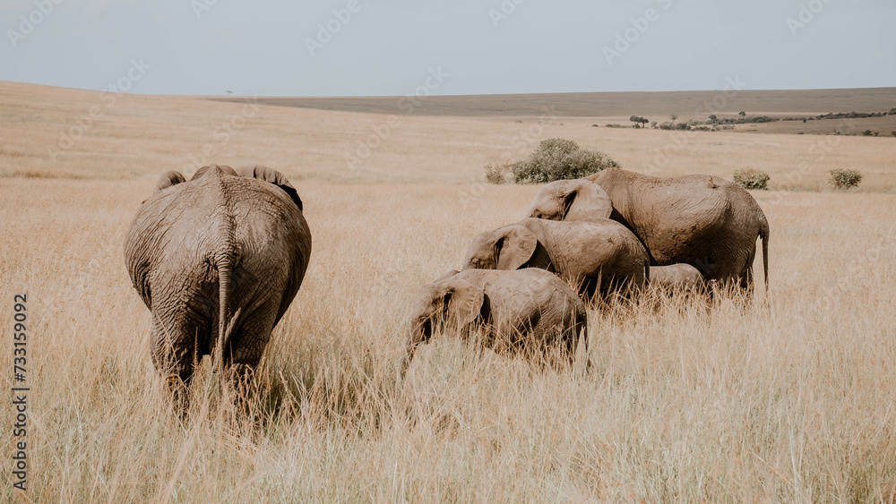 Fototapeta premium Herd of Elephants