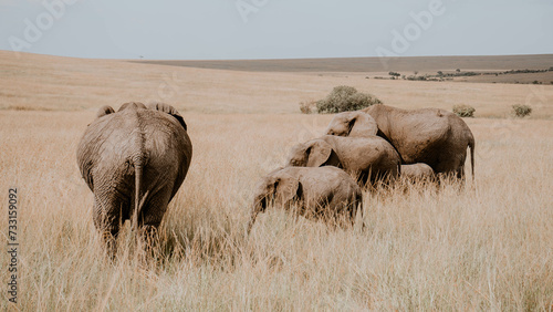 Sticker Herd of Elephants