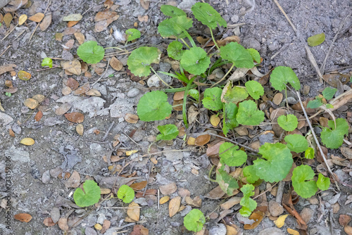 Centella asiatica, commonly known as Thankuni Pata, Indian pennywort, Asiatic pennywort, spadeleaf, coinwort, or gotu kola. Herbal medicine flowering plant leaves in the village yard.