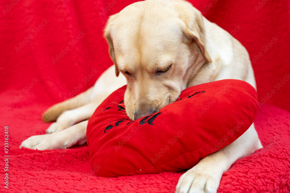 The blonde Labrador gives a kiss on a red Valentine's heart. The blonde Labrador gives a kiss on a red Valentine's heart.