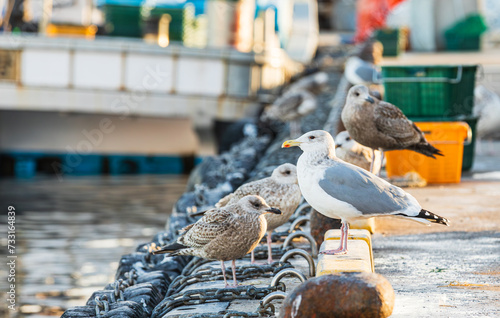 At sunset, a gull hovers around the dock. Vega gull, East Siberian gull, East Siberian herring gull, Larus, Larus vegae photo