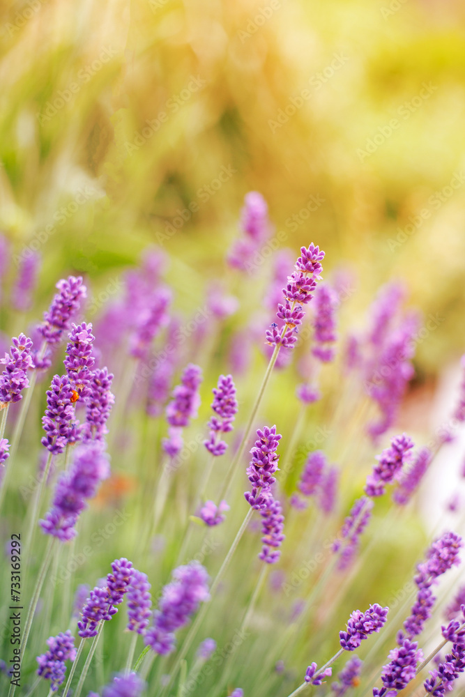 Obraz premium Beautiful image of lavender field over summer sunset landscape.