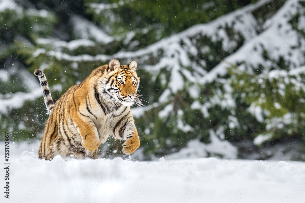 Obraz premium Siberian tiger (female, Panthera tigris altaica) in beautiful habitat. A dangerous beast in its natural habitat. In the forest in winter, it is snow and cold.