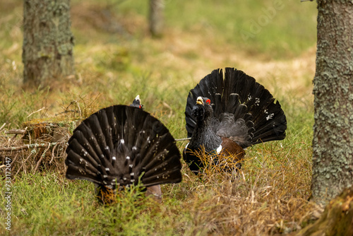 Western capercaillie (Tetrao urogallus), also known as the Eurasian capercaillie, wood grouse, heather cock, cock-of-the-woods, or simply capercaillie in the spring two male fight in spruce forest.